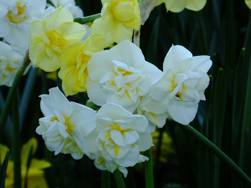  - 2017_04_Aprilie II