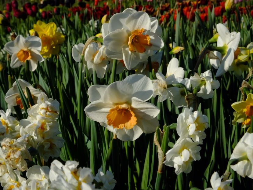  - 2017_04_Aprilie II