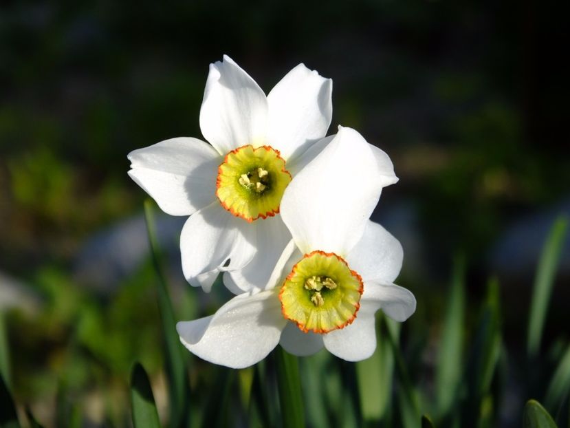  - 2017_04_Aprilie II