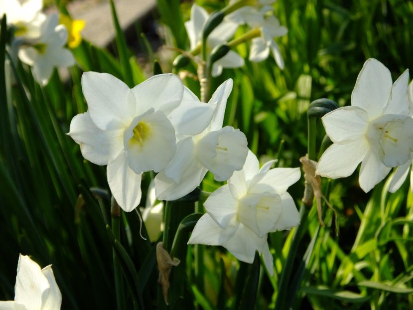  - 2017_04_Aprilie II