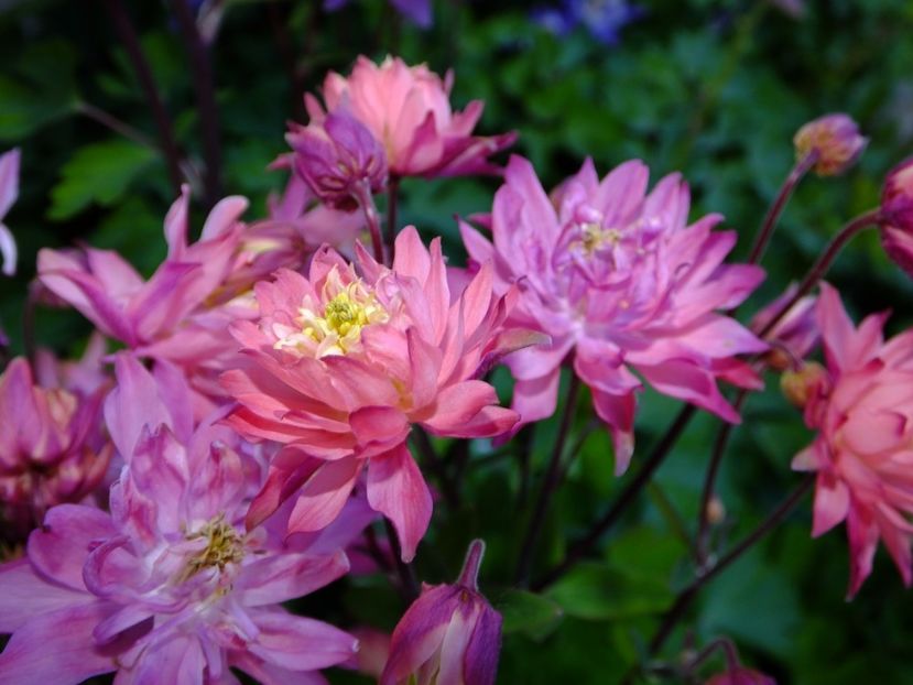  - 2017_04_Aprilie II