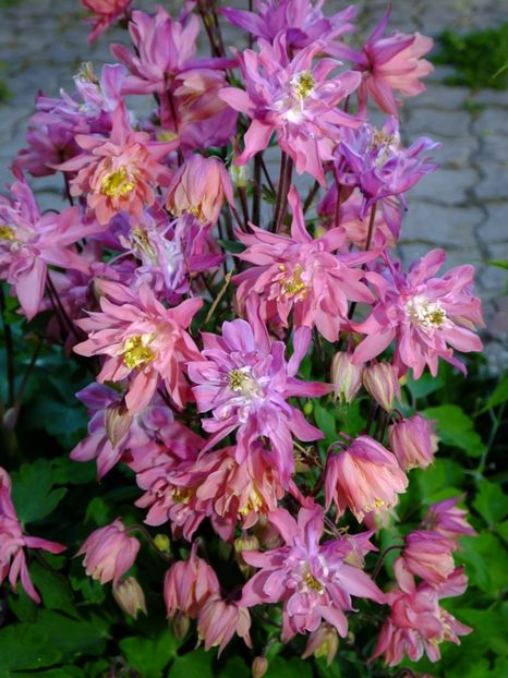  - 2017_04_Aprilie II