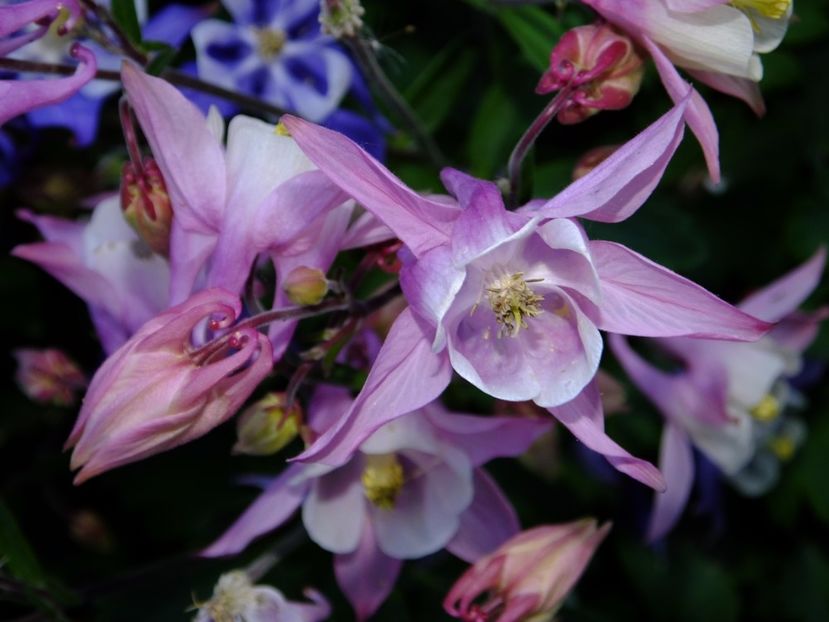  - 2017_04_Aprilie II