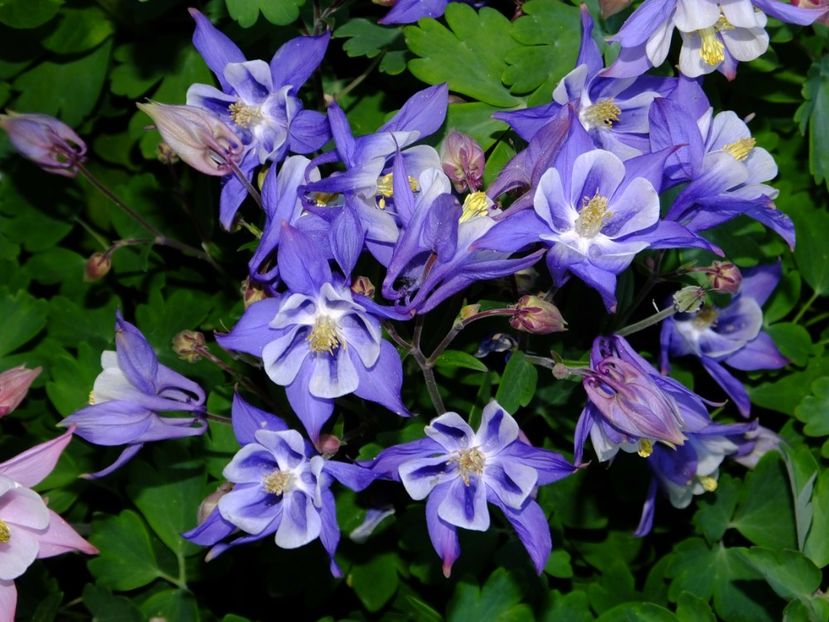  - 2017_04_Aprilie II