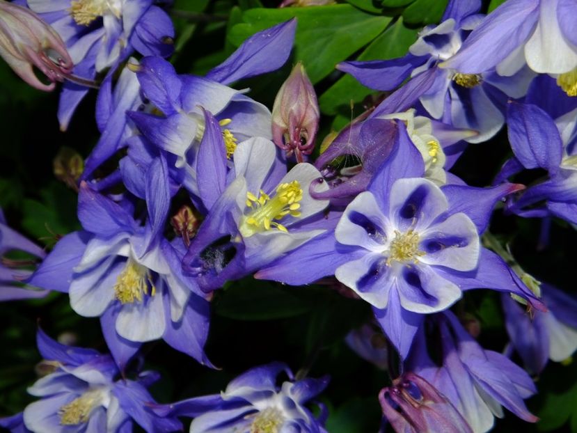  - 2017_04_Aprilie II