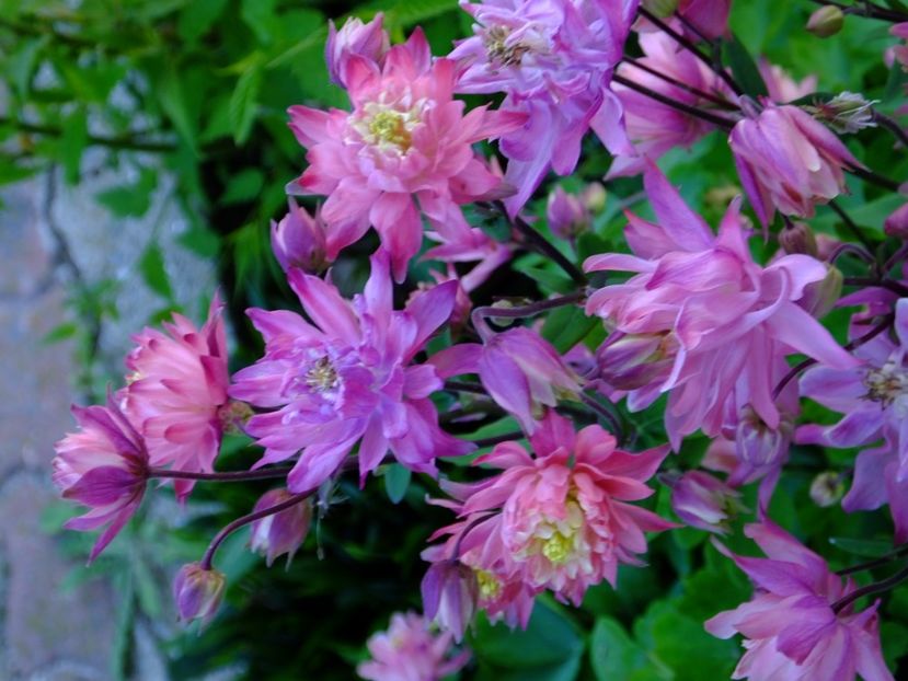  - 2017_04_Aprilie II