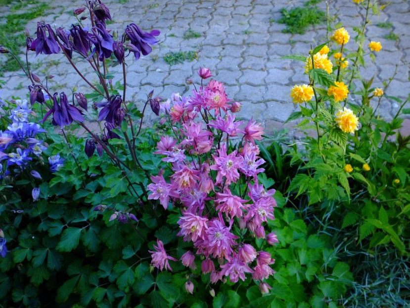  - 2017_04_Aprilie II