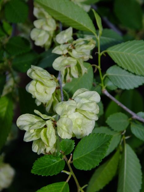  - 2017_04_Aprilie II