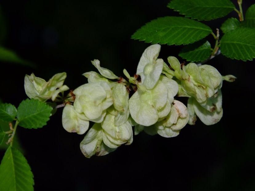  - 2017_04_Aprilie II