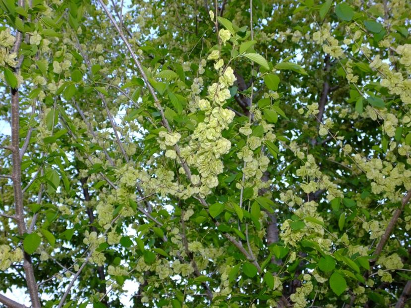  - 2017_04_Aprilie II