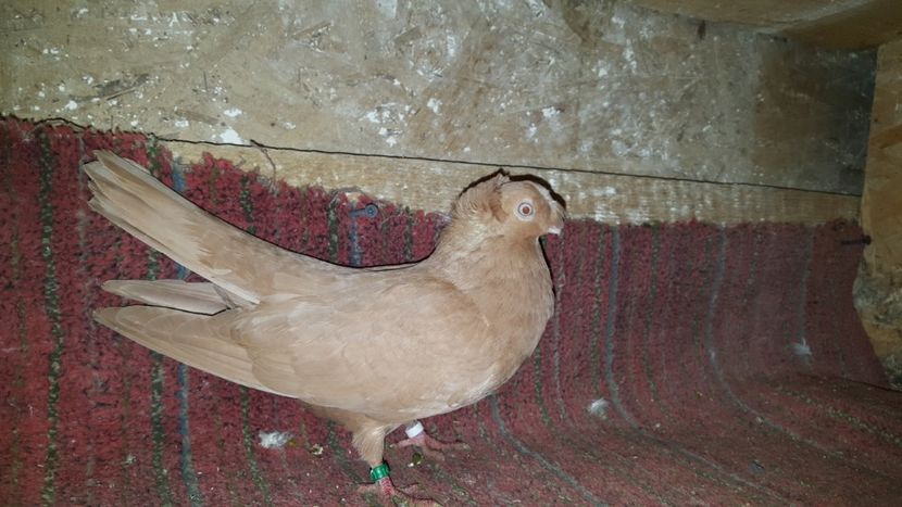  - Jucatori de ardeal