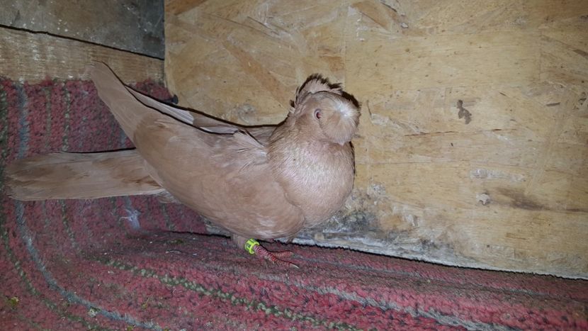  - Jucatori de ardeal