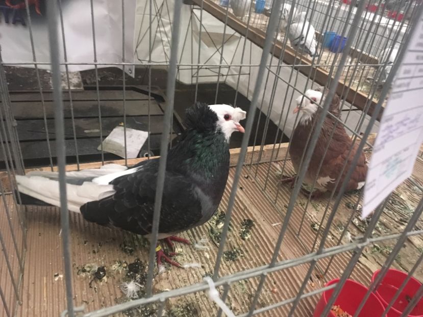 B0DE9183-2C04-4A9A-9F86-8FE349051D91 - Expo Naționala Baicoi 2017