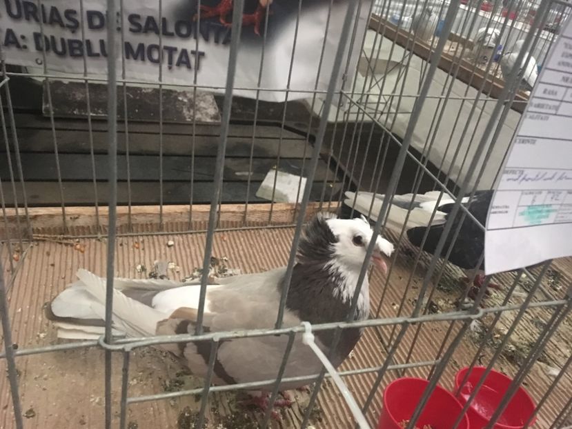 377CE928-A3EA-4C8C-83D6-53F60038D20F - Expo Naționala Baicoi 2017