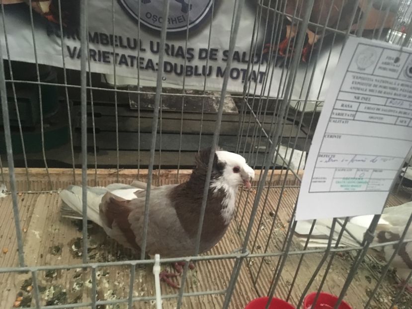 9248021E-1C95-45C1-8D95-6973D264BC08 - Expo Naționala Baicoi 2017