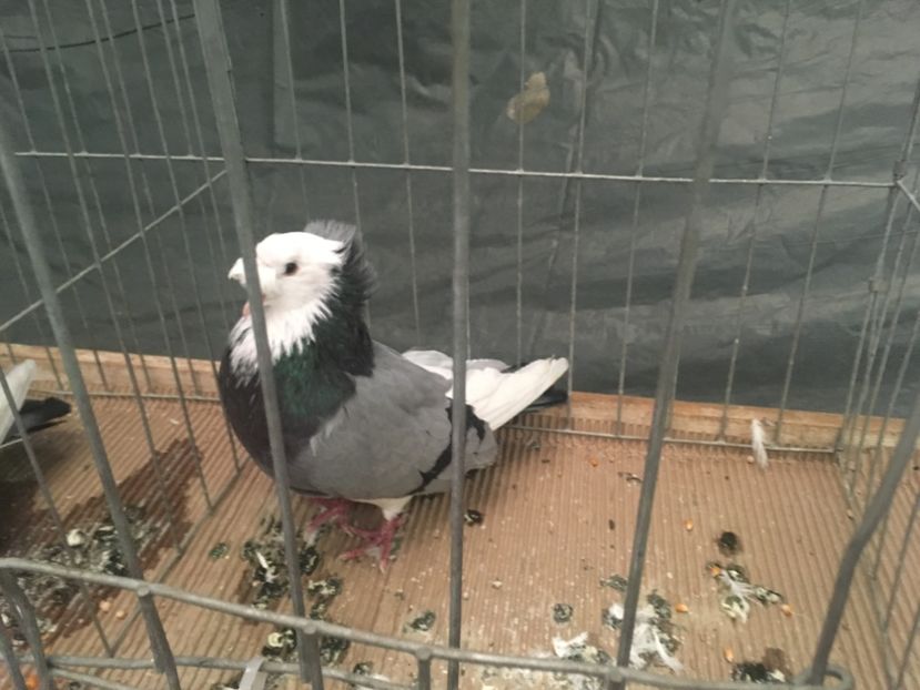 CADAB56E-14E6-4B0A-9E19-AA6BAE88AC39 - Expo Naționala Baicoi 2017