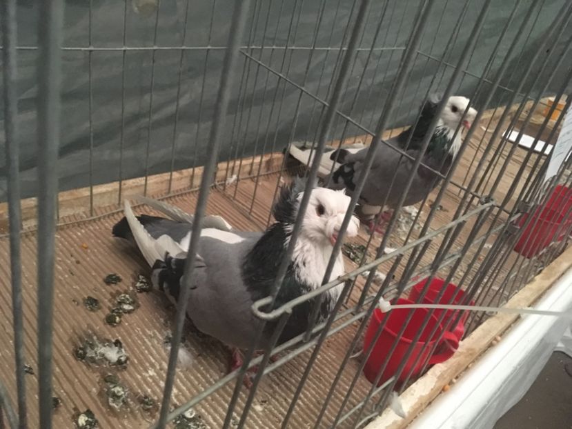 1324EBB5-BA77-40A5-9F41-083CBFB19A60 - Expo Naționala Baicoi 2017