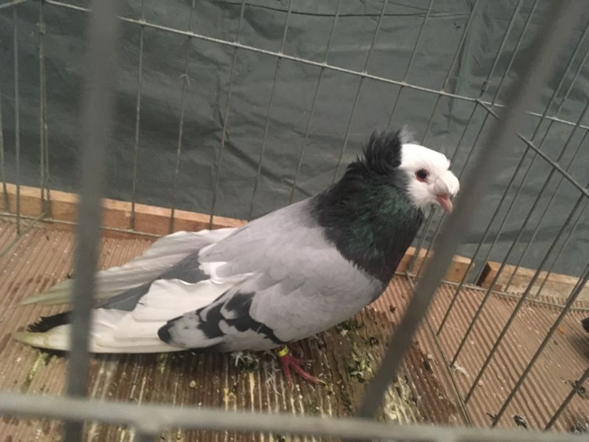 20309FBB-752B-452B-8F67-B8250BC016C6 - Expo Naționala Baicoi 2017