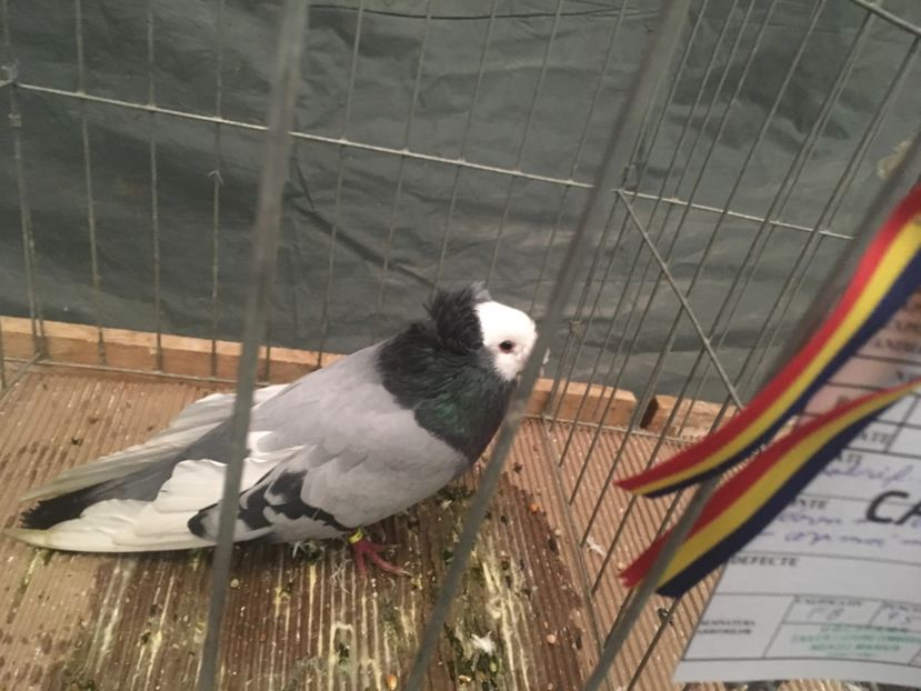 82BAEDAB-C1B5-425E-A23E-508434F506A7 - Expo Naționala Baicoi 2017