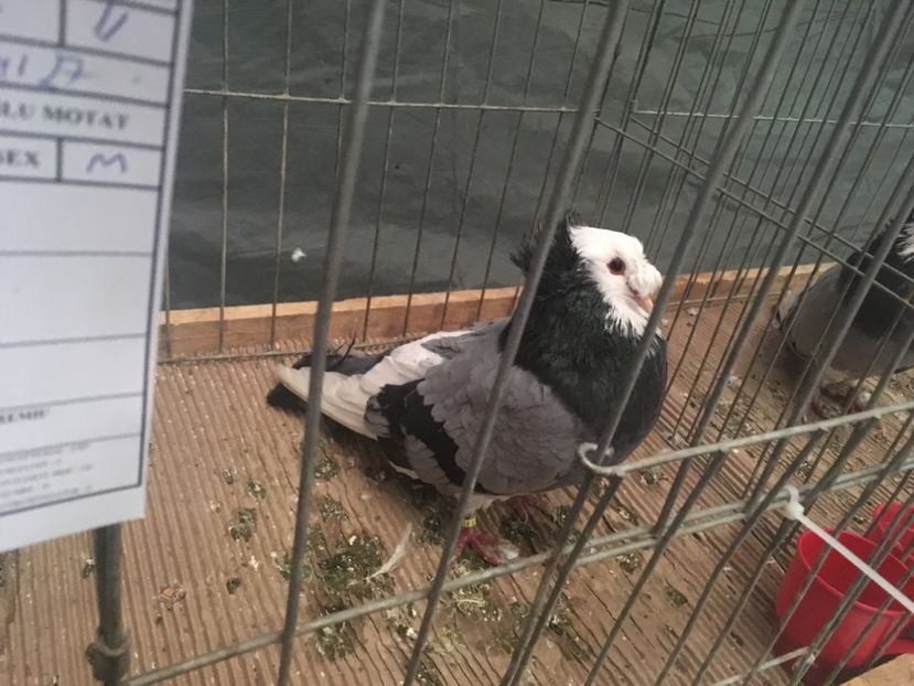 D605932B-B32B-4BFA-8EC9-E46651F55118 - Expo Naționala Baicoi 2017