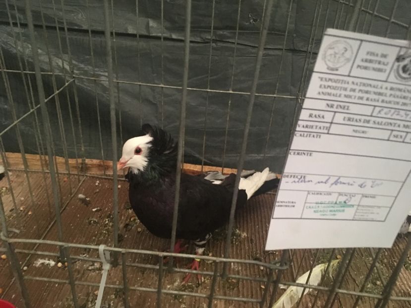 6F7A0669-B0D8-4893-9452-A7A8FE1F7F71 - Expo Naționala Baicoi 2017