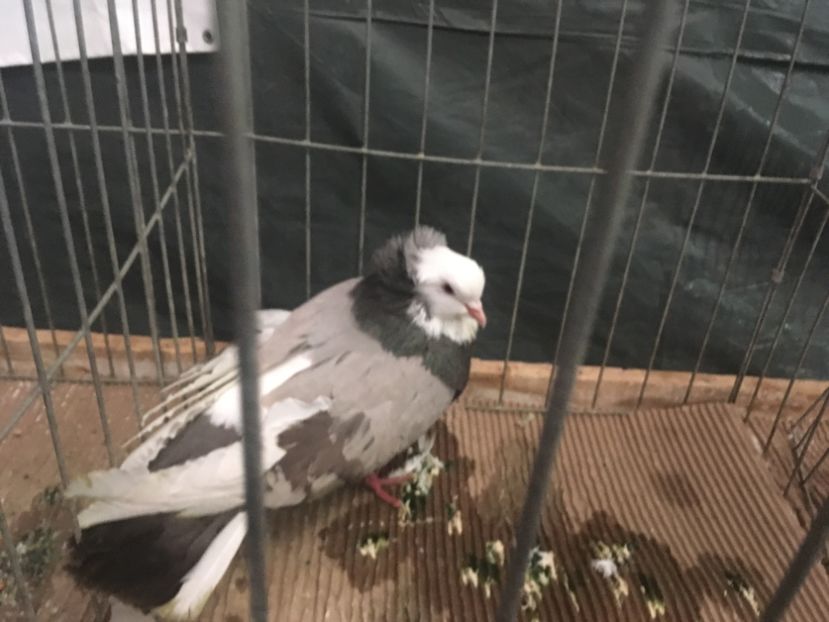 DC7D4B7A-1CCD-41C5-9FE0-E3BBD1C9129E - Expo Naționala Baicoi 2017