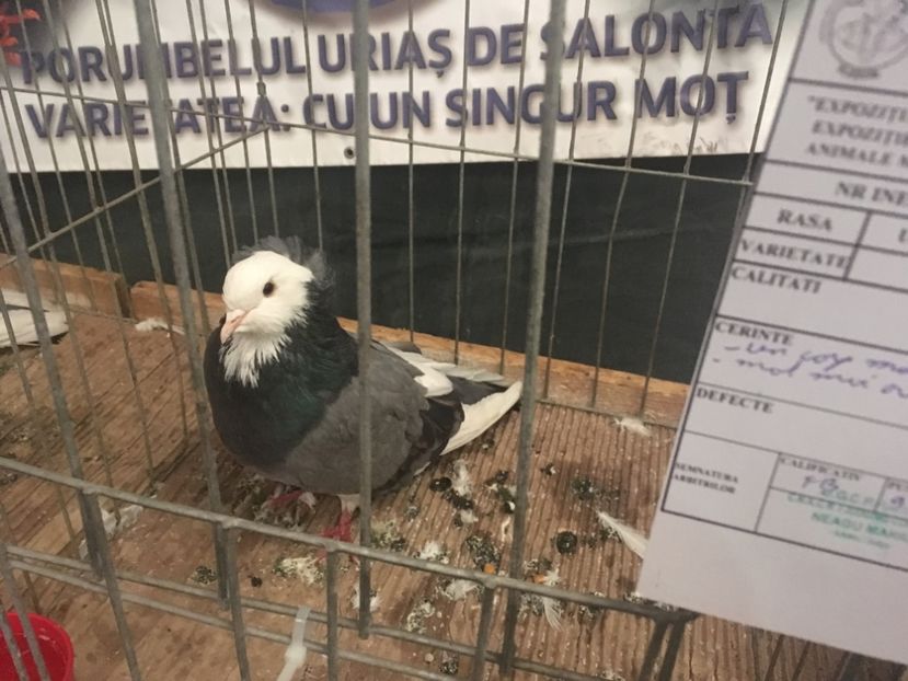 8802320E-95B9-4F47-A42C-BAD7B08FA720 - Expo Naționala Baicoi 2017