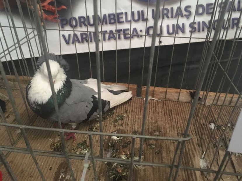 F577F003-3D94-42D4-BA9E-DDD9E63D61EC - Expo Naționala Baicoi 2017