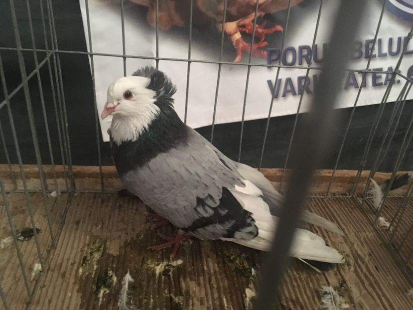 4A99D7F2-1EBB-4AE8-9973-D52A8916C1A8 - Expo Naționala Baicoi 2017