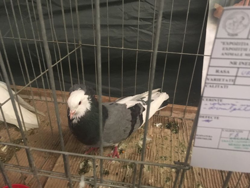 C94EEC85-8082-4467-93C4-E5A30AF92E54 - Expo Naționala Baicoi 2017