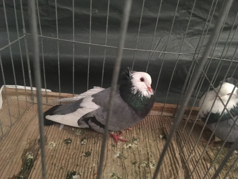 946EC44D-7854-4878-BA3E-6677FB056999 - Expo Naționala Baicoi 2017