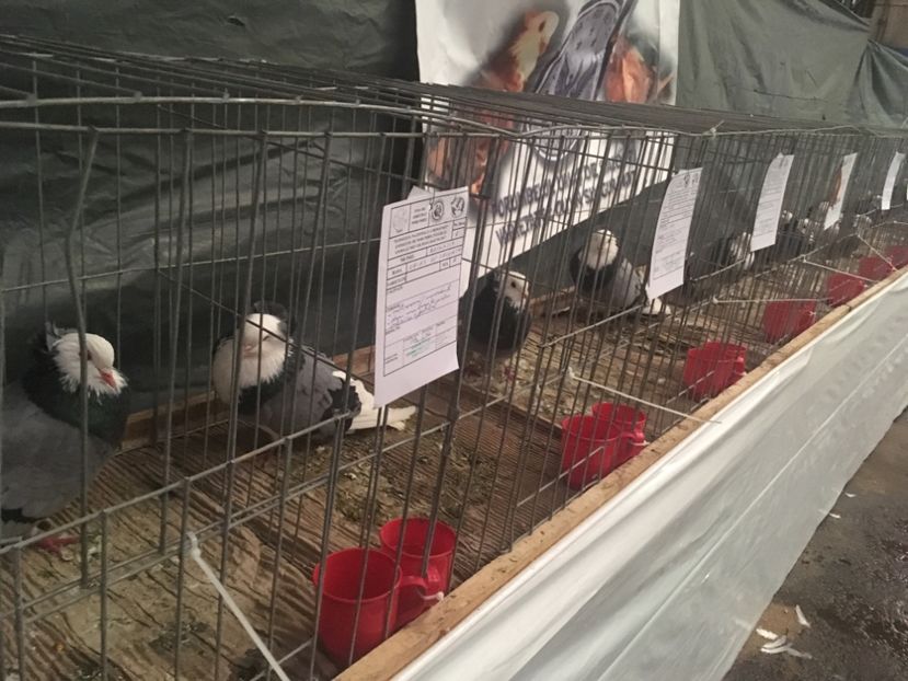 3FD8F885-C4B3-4096-87BD-67D42CDBF5D8 - Expo Naționala Baicoi 2017