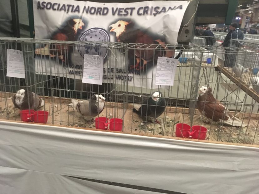 BFCEA6BB-1089-4E0D-BD3A-6EC90D3F82B0 - Expo Naționala Baicoi 2017