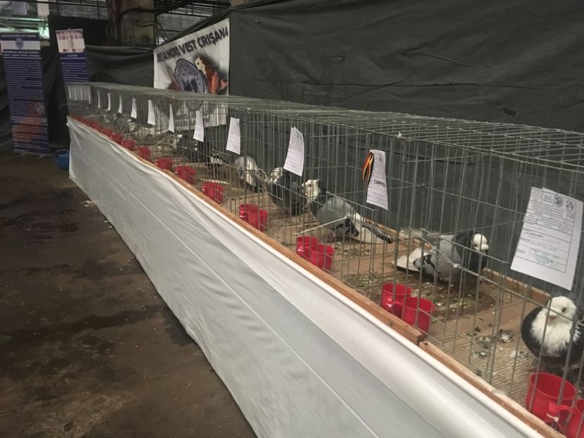 7447B6EC-ED6B-4C13-A013-F3B2CC8AE6E8 - Expo Naționala Baicoi 2017