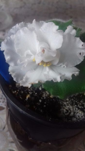 02.12.2017 - LE VZBITIE SLIVKI - ninutza