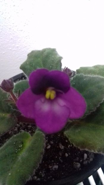 19.11.2017 - necunoscut 1