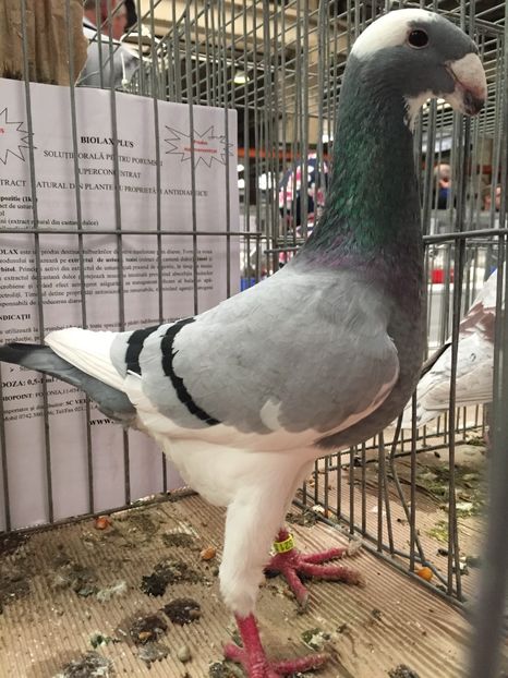 Acelasi - Rezultate expo nationala a romaniei Baicoi 2017