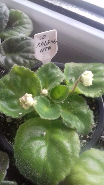 02.12.2017 - LE MADZENTA- ninutza