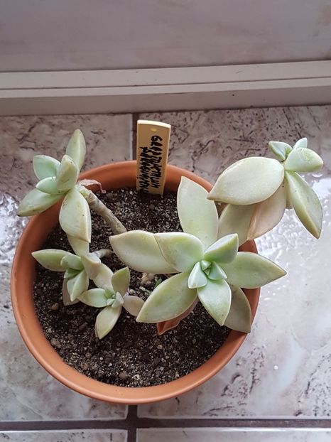 Graptopetalum paraguayense - Graptopetalum