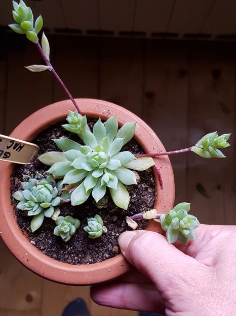 Graptopetalum macdougallii 1 - Graptopetalum