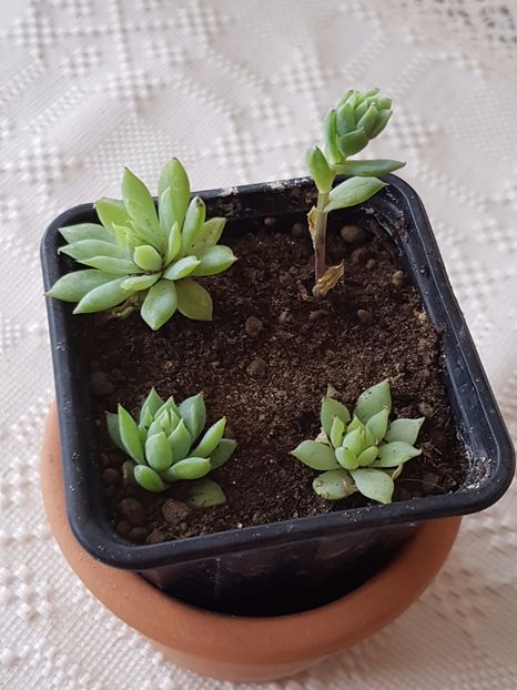 Graptopetalum macdougallii 3 - Graptopetalum