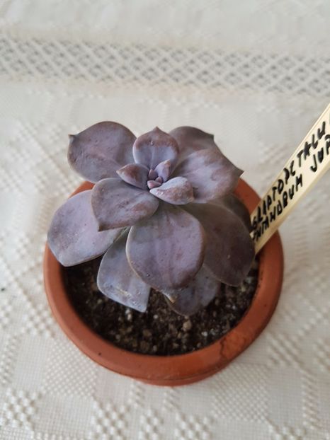 Graptopetalum pentandrum superbum - Graptopetalum