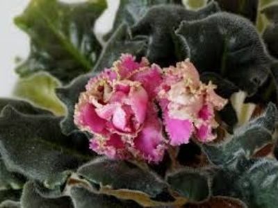 le sestra korolevy- poze net - LE SESTRA KOROLEVY- QUEENS SISTER- ninutza