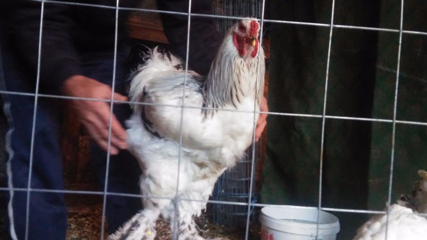  - ACHIZITII pentru 2019