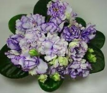 rs greis - poze net - RS GREIS - ninutza