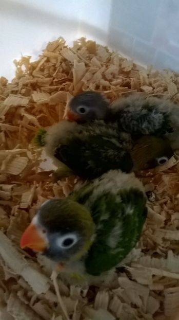  - Pui agapornis personata