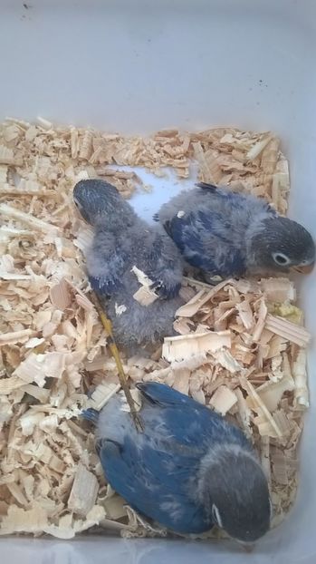  - Pui agapornis personata