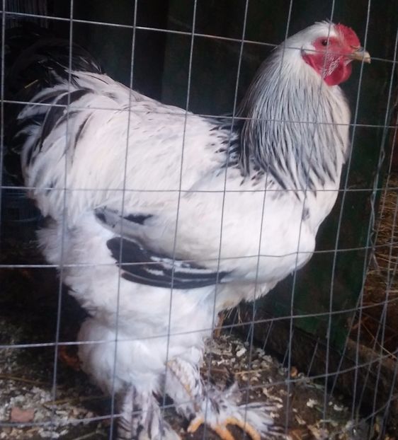  - ACHIZITII pentru 2019