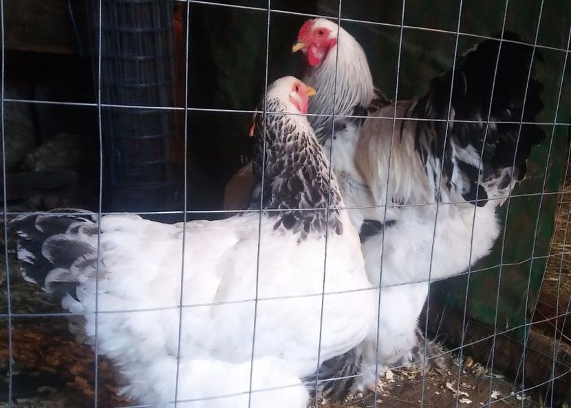  - ACHIZITII pentru 2019