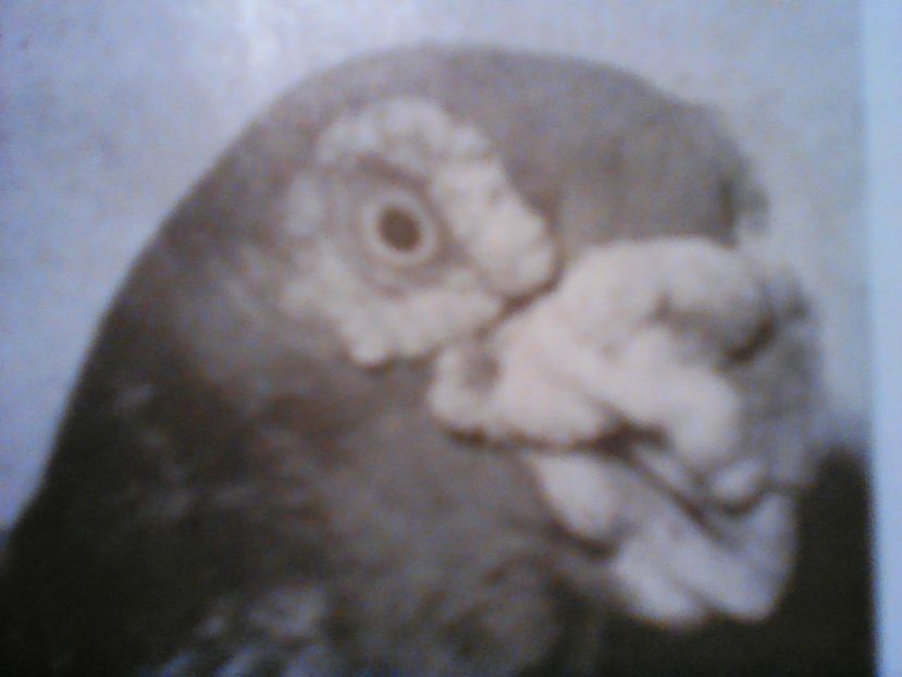  - CARUNCULATII  AUTOHTONI